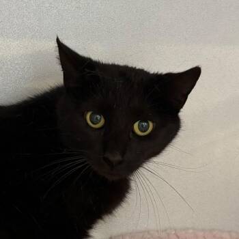 Chess -  Domestic Short Hair Cat for Adoption in Louisville, Kentucky - Chess | PetCurious