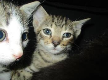 A384721 -  Domestic Short Hair Cat for Adoption in Ocala, Florida - A384721 | PetCurious