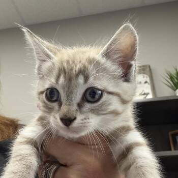 Princess -  Domestic Medium Hair Cat for Adoption in Midland, Texas - Princess | PetCurious