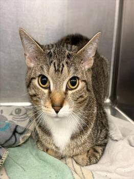 LUNCHBOX -  Domestic Short Hair Cat for Adoption in Minneapolis, Minnesota - LUNCHBOX | PetCurious