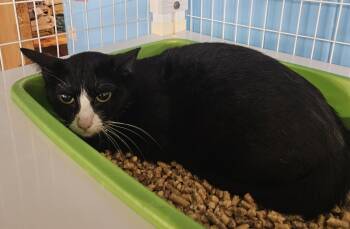 Domestic Short Hair Cats Available for Adoption in Claremont, New Hampshire - Bacardi | PetCurious