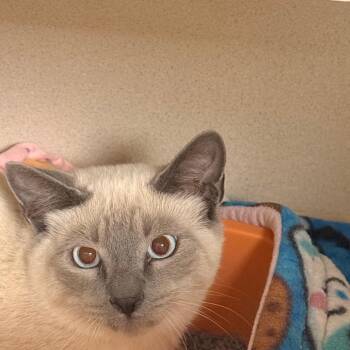 Waffle -  Domestic Short Hair Cat for Adoption in Durango, Colorado - Waffle | PetCurious