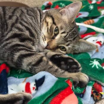 Bubble Guppy -  Domestic Short Hair Cat for Adoption in Pekin, Illinois - Bubble Guppy | PetCurious