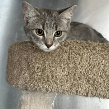 Domestic Medium Hair Cats Available for Adoption - Lulu | PetCurious