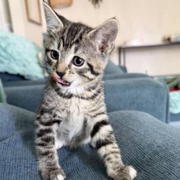Domestic Short Hair Cats Available for Adoption in Long Beach, California - Maple | PetCurious