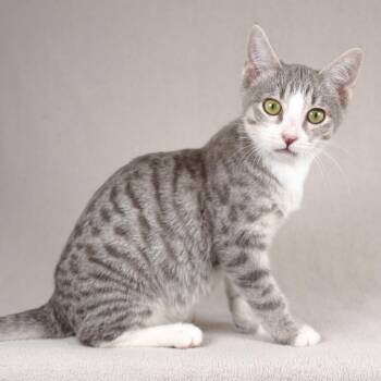 Erik -  Domestic Short Hair Cat for Adoption in Sunnyvale, California - Erik | PetCurious