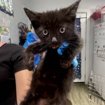 Boo -  Domestic Short Hair Cat for Adoption in Summerville, South Carolina - Boo | PetCurious