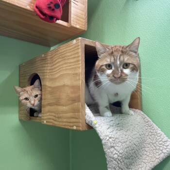 Rescue Domestic Short Hair Cats for Adoption in Greenbelt, Maryland - Luci | PetCurious