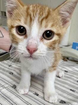 Domestic Short Hair Cats Available for Adoption in San Antonio, Texas - Caramelizer | PetCurious