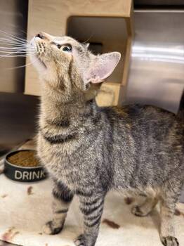 Domestic Short Hair Cats Available for Adoption in Clarksville, Tennessee - Henrietta Hopkins | PetCurious