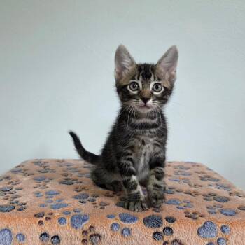 Doc -  Tabby and Domestic Short Hair Cat for Adoption in High Ridge, Missouri - Doc | PetCurious