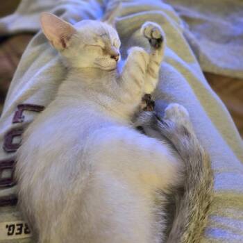 Sunlight -  Siamese and Domestic Short Hair Cat for Adoption in Richmond, Virginia - Sunlight | PetCurious
