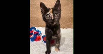 Tot -  Domestic Short Hair Cat Available for Adoption in Groveland, Massachusetts - Tot | PetCurious
