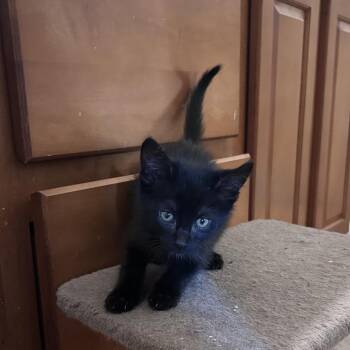 Tofu -  Domestic Medium Hair Cat for Adoption in Wichita, Kansas - Tofu | PetCurious