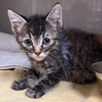 Chief -  Domestic Short Hair Cat for Adoption in Yuma, Arizona - Chief | PetCurious