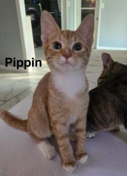 Rescue Domestic Short Hair Cats for Adoption in Gun Barrel City, Texas - Pippin | PetCurious