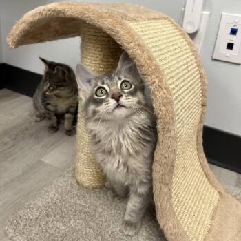 Crocus -  Domestic Medium Hair Cat for Adoption in Abbotsford, British Columbia - Crocus | PetCurious