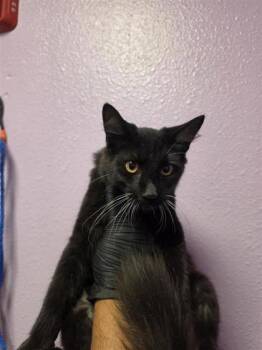 Tommy -  Domestic Short Hair Cat for Adoption in El Paso, Texas - Tommy | PetCurious