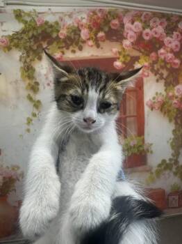 FORREST PINE -  Domestic Medium Hair Cat for Adoption in San Bernardino, California - FORREST PINE | PetCurious