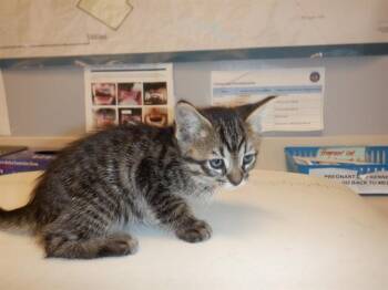 Domestic Medium Hair Cats Available for Adoption in San Jose, California - A1406204 | PetCurious