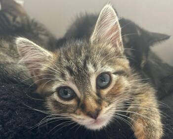 Adele -  Tabby and Domestic Short Hair Cat for Adoption in Anacortes, Washington - Adele | PetCurious