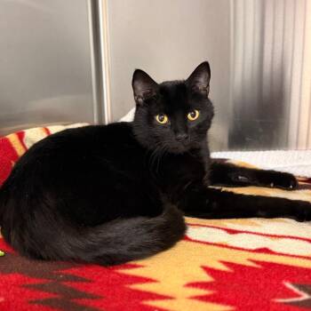 Domestic Short Hair Cats Available for Adoption in South Burlington, Vermont - Nova | PetCurious