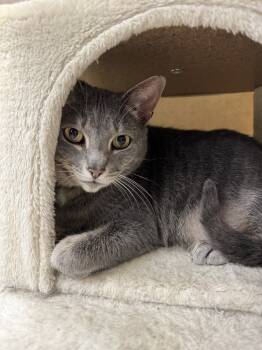 Rescue Domestic Short Hair Cats for Adoption in Greenville, South Carolina - Meredith - ET (PetSmart Laurens Rd) | PetCurious