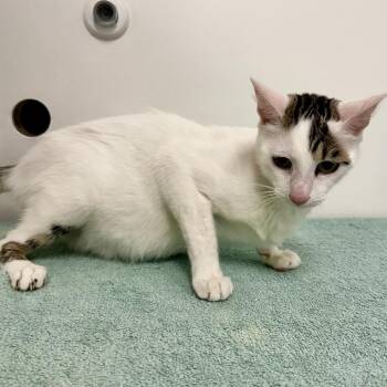 Gypsy -  Domestic Short Hair Cat for Adoption in Warrensburg, Missouri - Gypsy | PetCurious