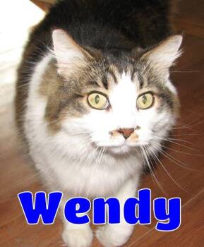 5439 Wendy -  Domestic Long Hair Cat for Adoption in Lawrenceburg, Kentucky - 5439 Wendy | PetCurious