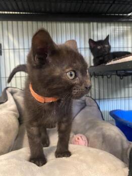 Tango -  Domestic Short Hair Cat for Adoption in Cortland, New York - Tango | PetCurious
