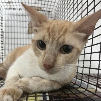 Shaylssa -  Domestic Short Hair Cat for Adoption in Edinburg, Texas - Shaylssa | PetCurious