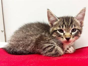 SHERILYNN -  Domestic Short Hair Cat for Adoption in Sacramento, California - SHERILYNN | PetCurious