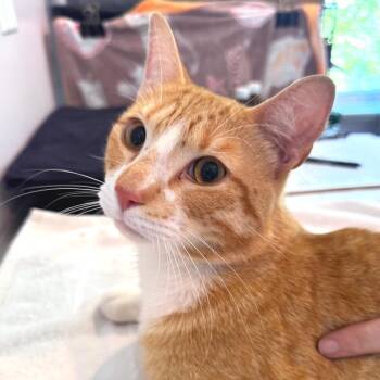 Creamed Corn -  Domestic Short Hair Cat for Adoption in Salisbury, Massachusetts - Creamed Corn | PetCurious