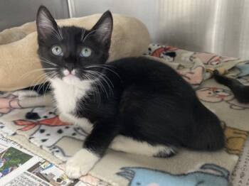 Rescue Domestic Medium Hair and Domestic Short Hair Cats for Adoption in New Orleans, Louisiana - Marco | PetCurious