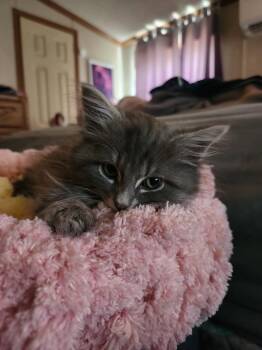 Varian -  Domestic Medium Hair Cat for Adoption in Parkville, Maryland - Varian | PetCurious