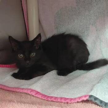 VALOR -  Domestic Short Hair Cat for Adoption - VALOR | PetCurious