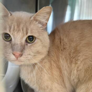 Otis -  Domestic Short Hair Cat for Adoption in Lakeland, Florida - Otis | PetCurious