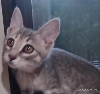Fou - Big Personality, Bigger Heart -  Tabby Cat for Adoption in Prescott, Arizona - Fou - Big Personality, Bigger Heart | PetCurious