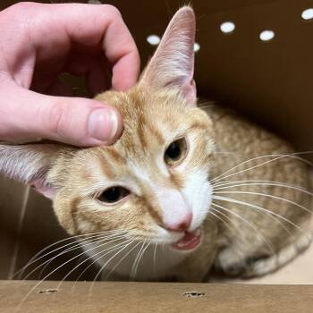 Domestic Short Hair Cats Available for Adoption in Baltimore, Maryland - Tiger Tiger | PetCurious