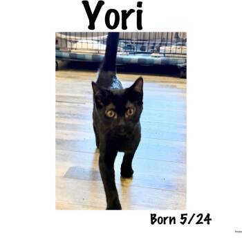 Yori (Graceful) -  Domestic Short Hair Cat for Adoption in Ashland, Kentucky - Yori (Graceful) | PetCurious