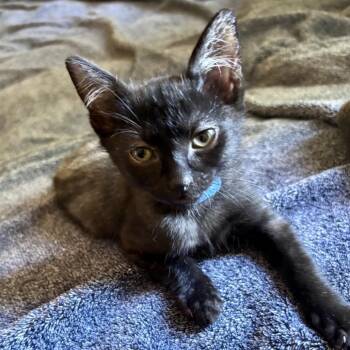 Onyx* -  Domestic Short Hair Cat for Adoption in San Gabriel, California - Onyx* | PetCurious