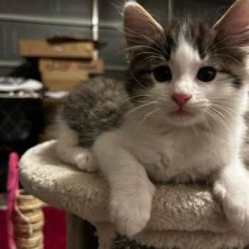 Leo (12 weeks) -  Domestic Long Hair Cat for Adoption in Los Angeles, California - Leo (12 Weeks) | PetCurious