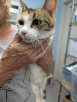 Rescue Domestic Short Hair Cats for Adoption in Rustburg, Virginia - Chime - At Shelter | PetCurious