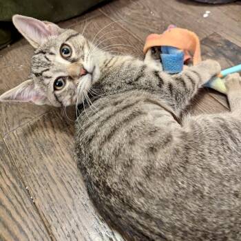 Domestic Short Hair Cats Available for Adoption - Wimbley | PetCurious