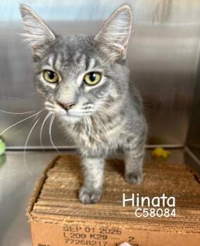 Hinata -  Domestic Medium Hair Cat for Adoption in Clarksville, Tennessee - Hinata | PetCurious