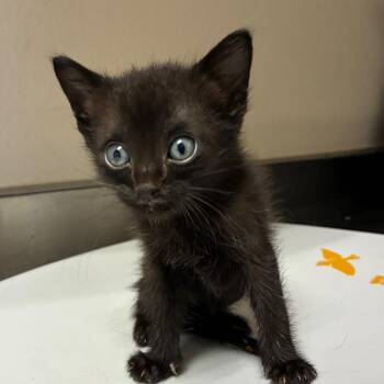 Bratty -  Domestic Short Hair Cat for Adoption in San Antonio, Texas - Bratty | PetCurious