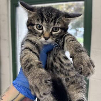 Ed -  Domestic Medium Hair Cat for Adoption in Indianapolis, Indiana - Ed | PetCurious