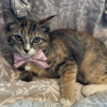 Cindy Crawford -  Domestic Short Hair Cat for Adoption in Matteson, Illinois - Cindy Crawford | PetCurious
