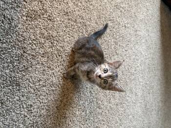Volley (Volleyball Crew) -  Domestic Medium Hair Cat for Adoption in Bethel Park, Pennsylvania - Volley (Volleyball Crew) | PetCurious