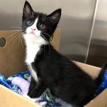 Sea Pancake -  Domestic Short Hair Cat for Adoption - Sea Pancake | PetCurious